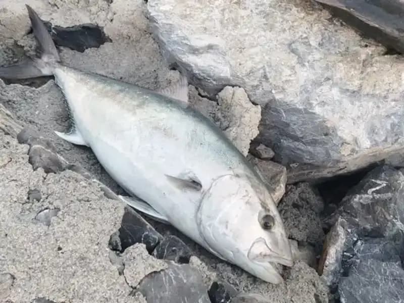 Oltayla Yakalanan 65 Kilo Balık, Avcıyı Zengin Etti: 18 Bin TL’ye Satıldı