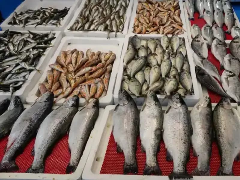 Türkiye’deki Tezgâhlarda Yeni Bir Dönem: Yasaklar Geldi!