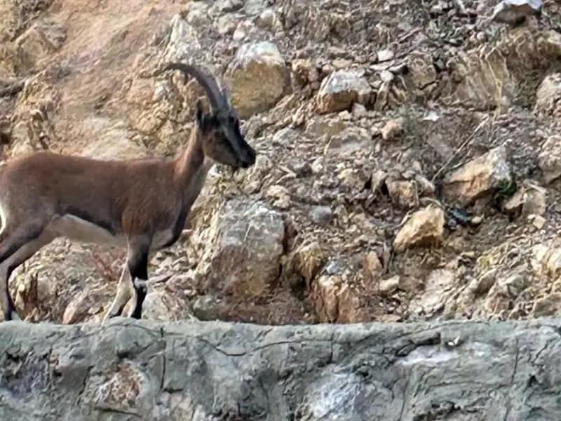 Yaban keçisini avlayana rekor ceza!