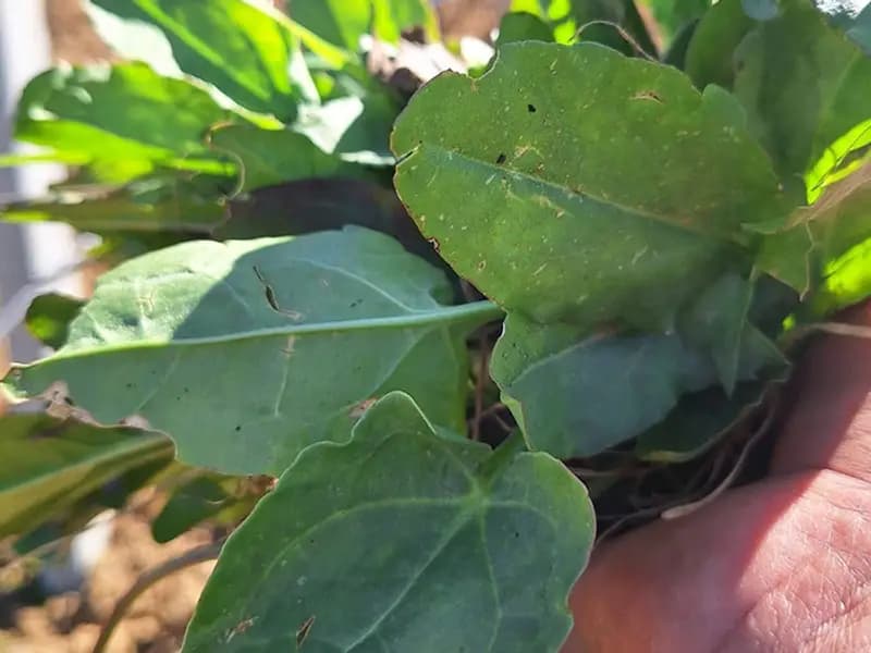 Manisa'da Bahar Gelince "Ekşi Kulak" Yaban Otları Toplanıyor