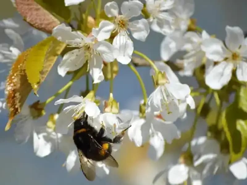 2025 Hıdırellez: Gelenekleriyle Baharın Gelişini Kutlama Zamanı
