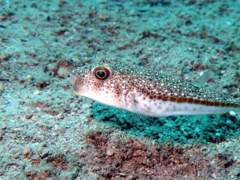 Denizlerdeki istilacı türlere TurIST önlemi alınıyor