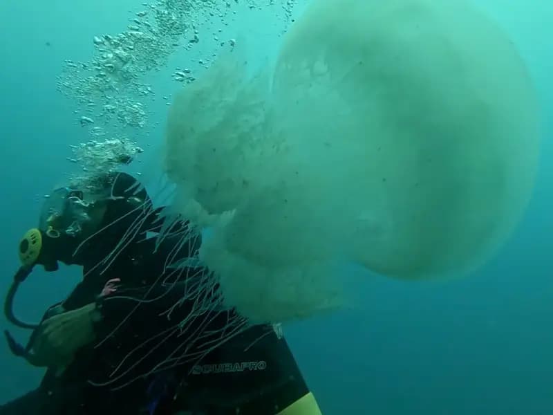 Antalya Körfezi'nde Denizanaları Balıkçıları Zorluyor