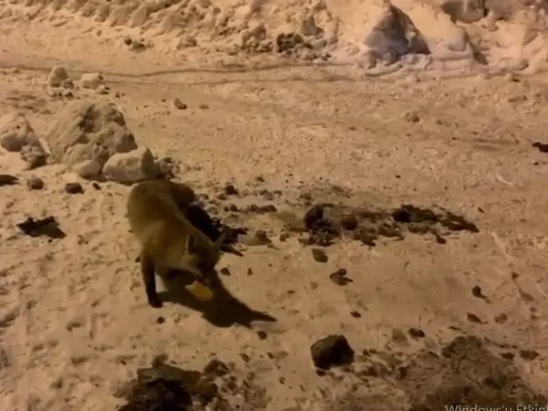 Çataldere Köyü'nde Bir Adamın Her Gün Beslediği Tilki