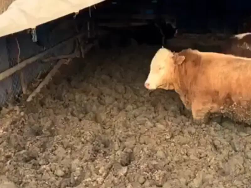 Çorum'da Hayvan Refahı İhlali: Bakanlık Ceza Kesti