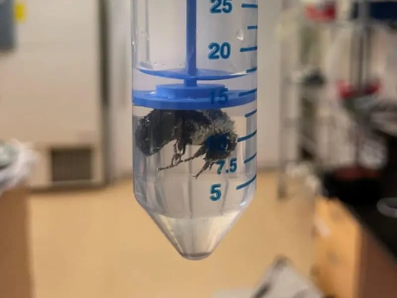 Su Altında Bir Hafta Hayatta Kalabilen Kraliçe Arı Keşfedildi