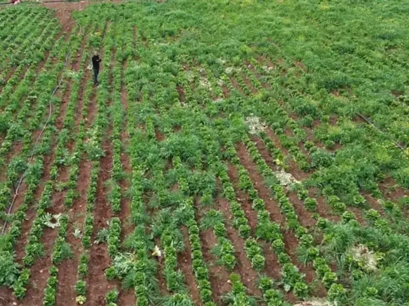 Kuraklık Marul Hasadını Vurdu: Üreticiler Ne Yapacak?