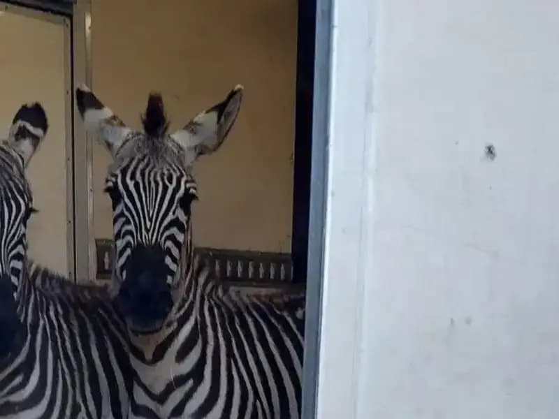 Sınırda Şok Eden Yakalama: Minibüsten 2 Zebra ve Diğer Egzotik Hayvanlar!