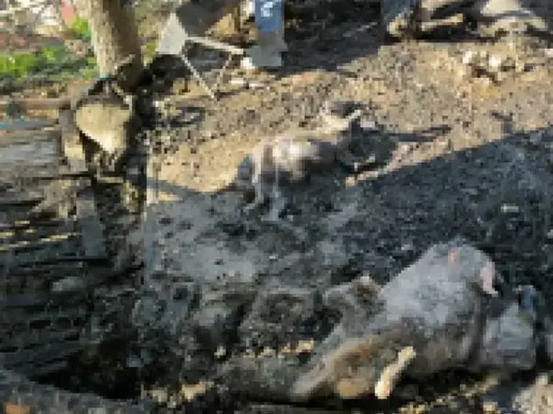 Ağılda Çıkan Yangın, 11 Hayvanın Hayatına mal oldu