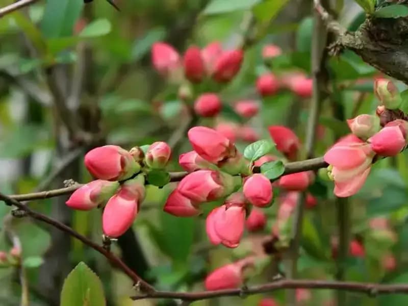 Nisan Ayının Gelişiyle Birlikte Baharın Taptaze Mesajları