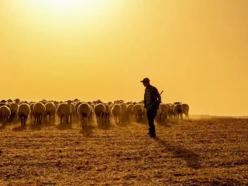 Türkiye'de Çoban Bulmak Zorlaştı: 60 Bin TL Maaşa Rağmen Çözüm Arayışları