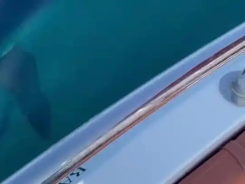 Akdeniz'de Yavru Köpek Balığının Tekneye Saldırısı Şaşkınlık Yarattı