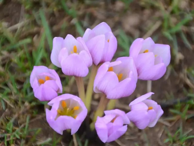Biyolojik kaçakçılara rekor ceza!