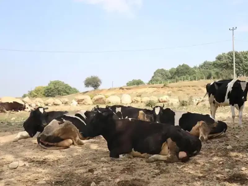 Şap Hastalığına Karşı Acil Önlem: 22 Köyde Giriş-Çıkış Kısıtlandı