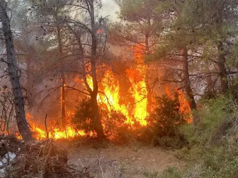 İki Kardeş Ormanda Yangın Çıkardı: Para Cezası ile Yüz Yüze!