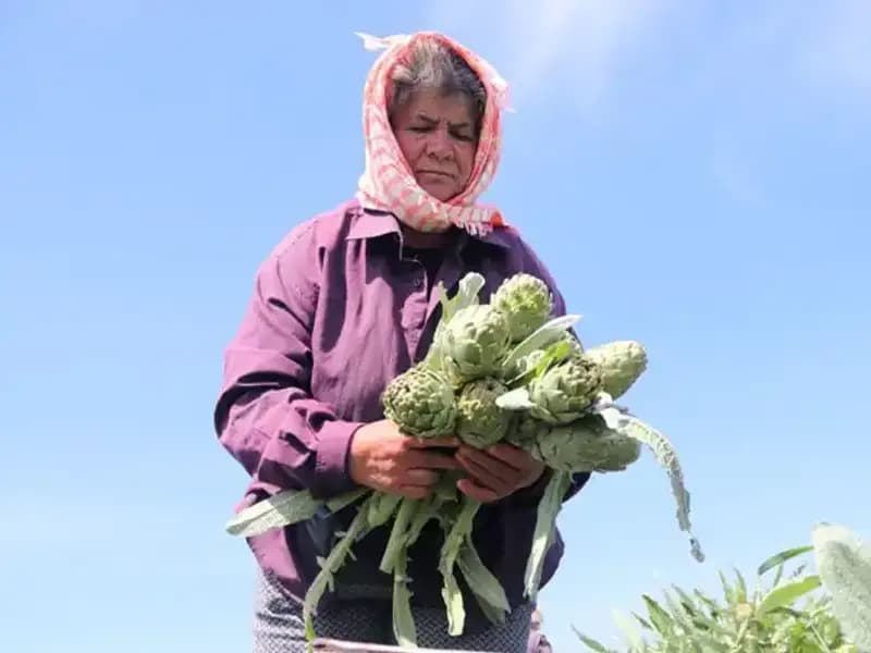 Tarladan Sofralara: 50 TL'lik Tezgahta Değişen Tarım Dinamikleri