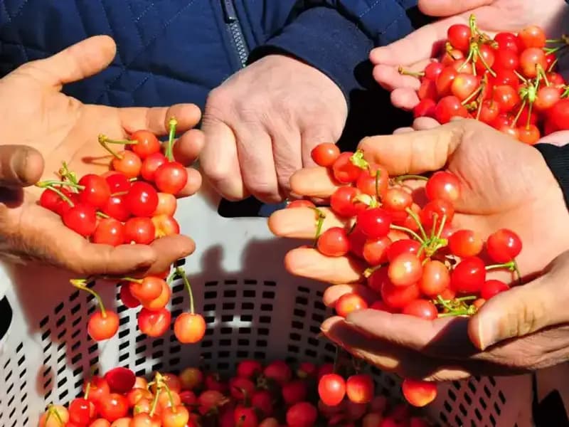 İlk Hasat Ürünleri 3.500 TL’den Satışa Sunuldu: Detaylar**