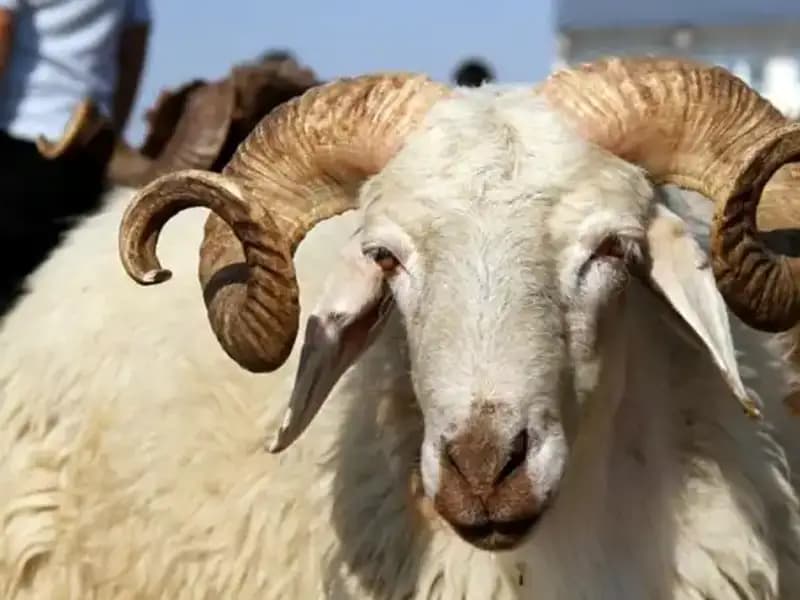 Kurban Bayramı Tatili 2025’te Ne Zaman Başlayacak ve Kaç Gün Sürecek?