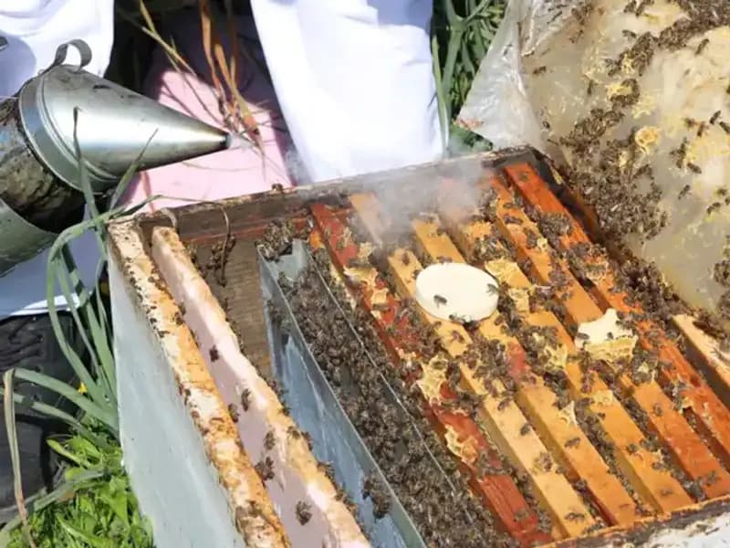 Genç Arıcı, Ata Mesleğiyle Yurt Dışına Bal İhraç Ediyor!