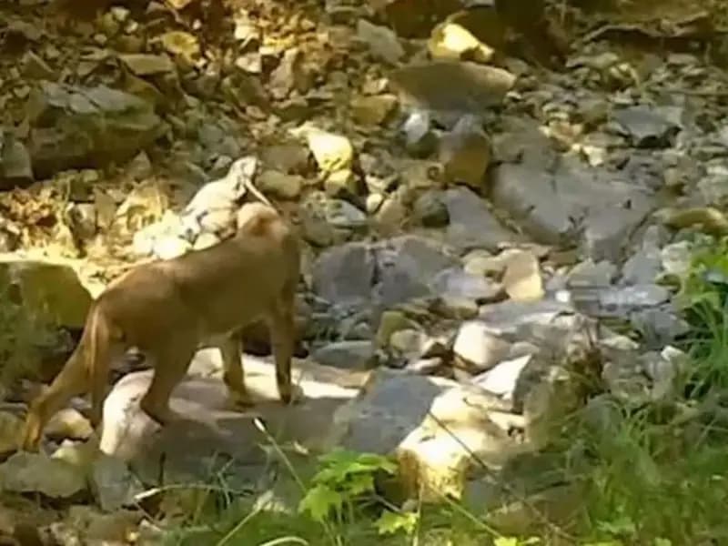 Muğla’da Kaydedilen Gizemli Görüntüler Heyecan Yarattı