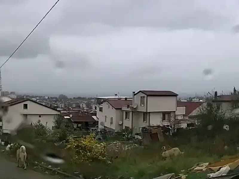 Sahipsiz Köpeklerin Saldırısında 5 Yaşındaki Çocuk Ağır Yaralandı!