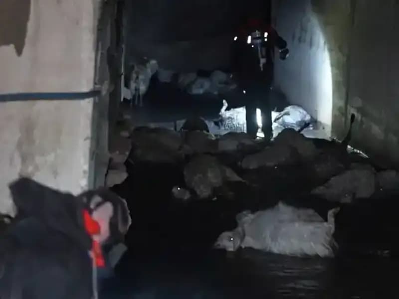 Keskin Koku Alarmı: Şehirde Hayvan Telefi Üzerine Endişeler Artıyor