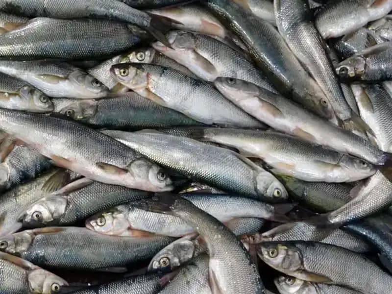 Van Gölü'nde İnci Kefali Av Yasağı: Sular Harekete Geçti mi?