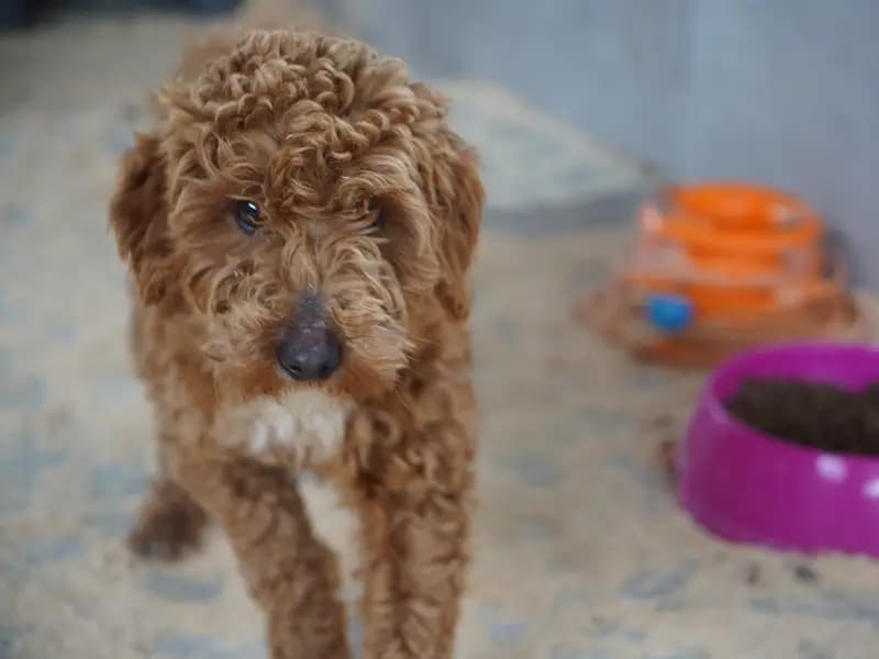 Edirne'de Yasa Dışı Köpek Üretimi Yapan Çiftliğe 2 Milyon Ceza