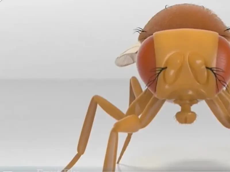 Bilim İnsanları Meyve Sineği Beynini Bilgisayara Aktardı mı?