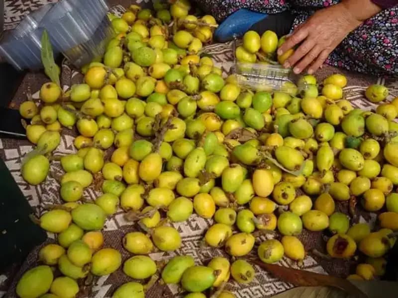 Muşmula Hasadı Başladı: 150 TL Kilosu ile Alıcılara Sunuluyor