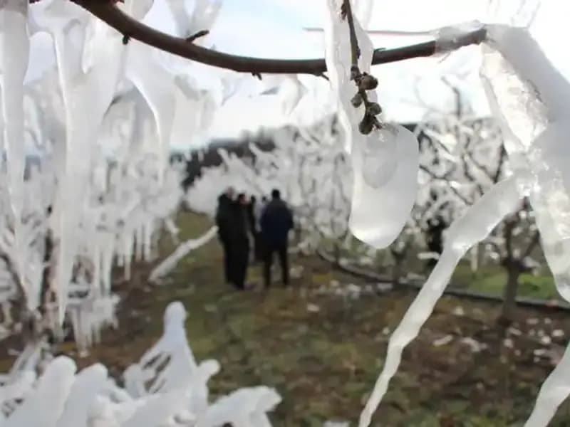 Dondurucu Soğukların Ardından Bahar Müjdesi: Tomurcukların Yüzde 80'i Çiçek Açtı!