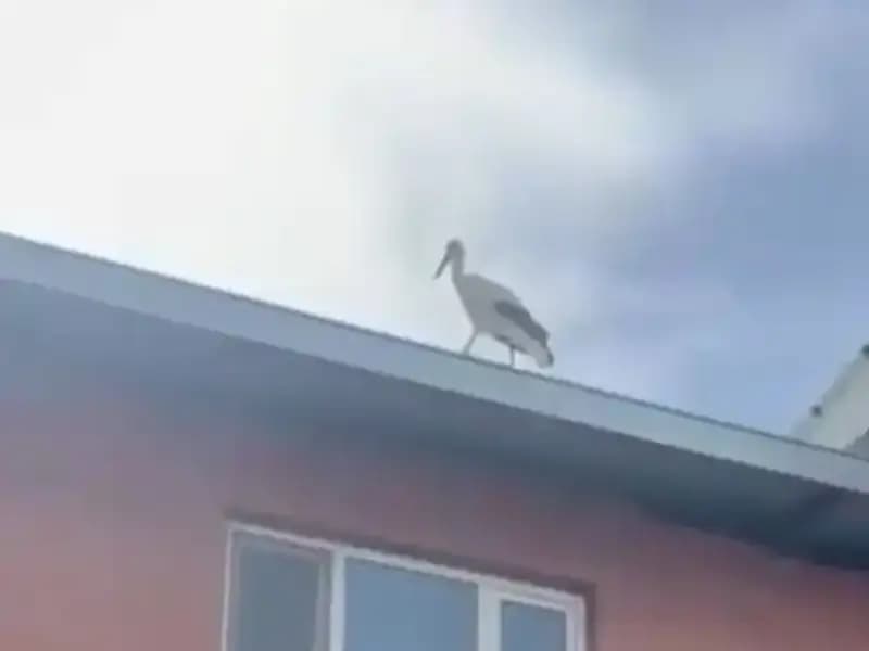 Yusuf Dayının Leyleği Bilal, Yeniden Köye Döndü!