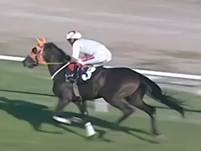 Mersin'de Kavurmada At Eti Skandalı: İngiliz Basını Da Duyurdu