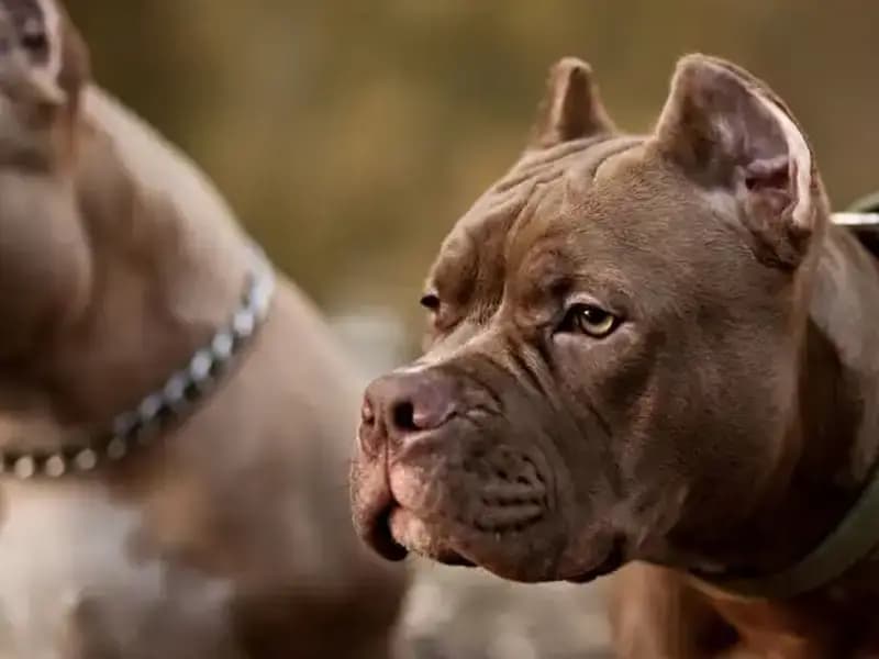 Sıra Dışı Olay: Köpek Sahibinin Silahlı Vurulma Anı