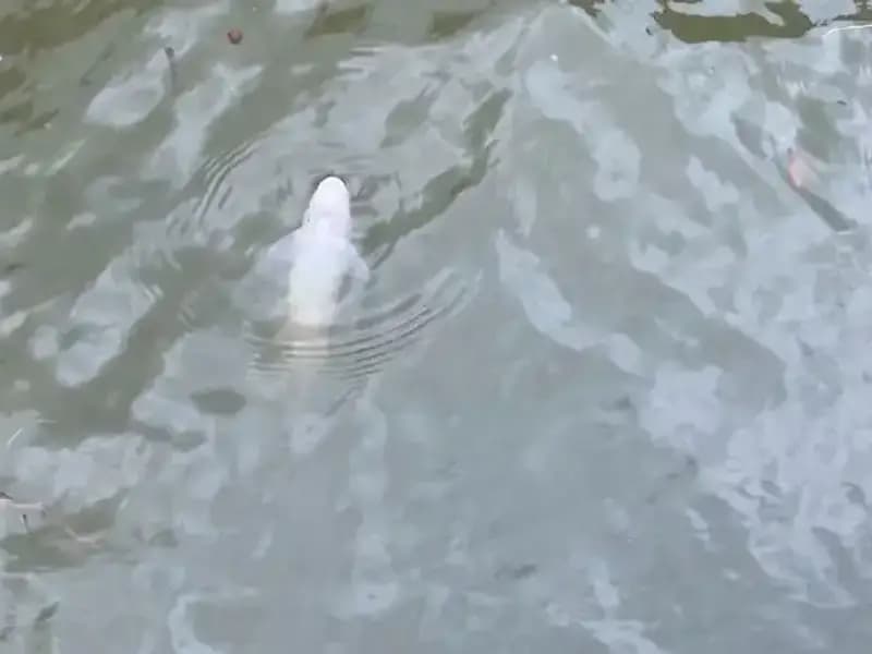 Porsuk Çayı'ndaki Gizemli Balık Ölümleri: Nedenleri Araştırılıyor