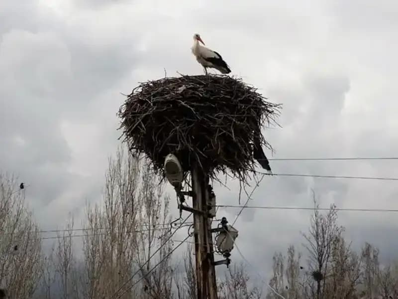 Leyleklerin Muş Ovası’na Dönüşü: Gelenek ve Doğa Arasındaki Bağ