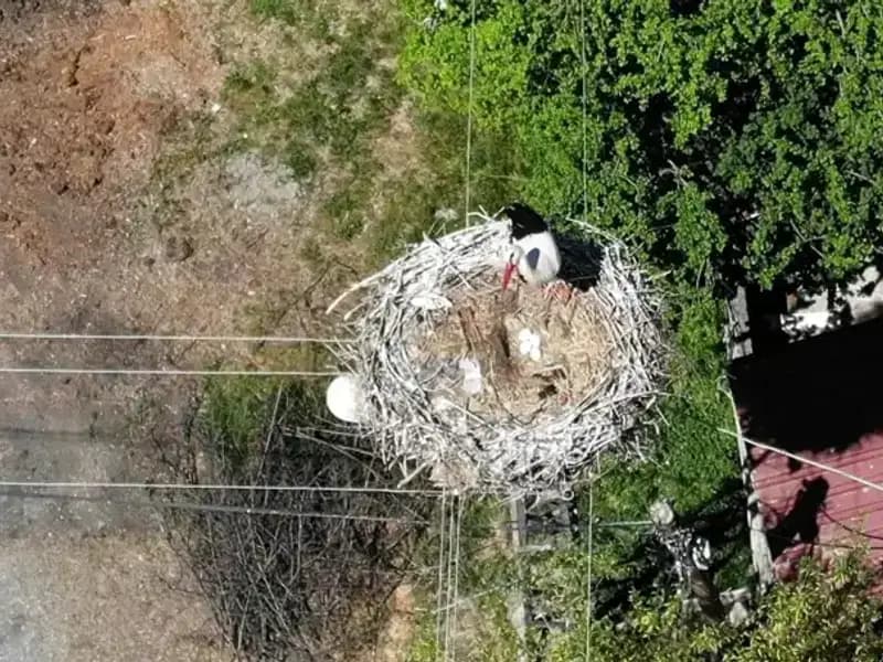 Baharın Müjdecisi: 22 Yıldır Aynı Yerde Yuva Yapan Kuş Cinsi