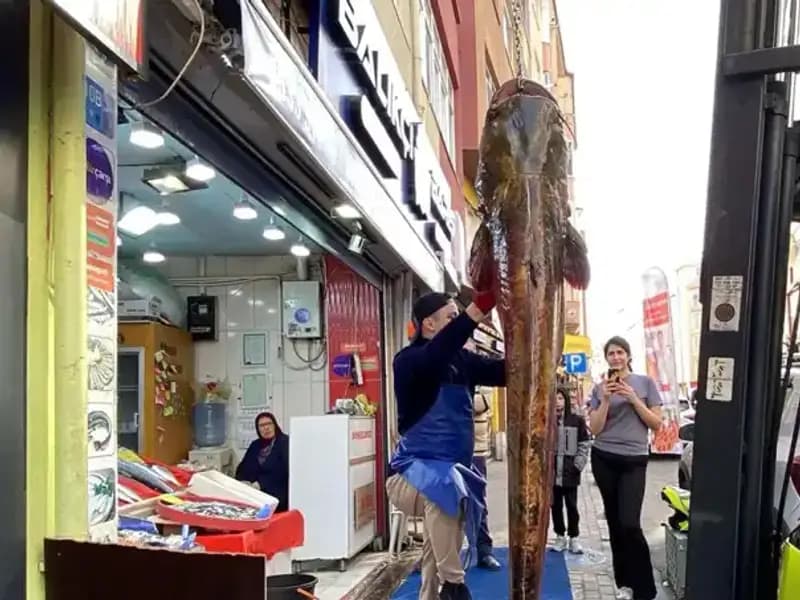 Meriç Nehri'nde Yakalanan 3 Metrelik Canavar: Kilosu 450 Lira!