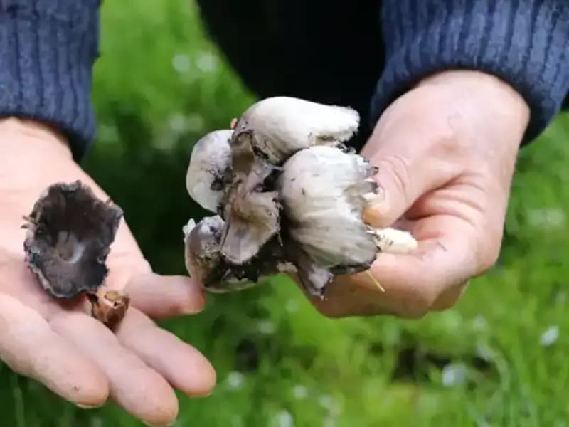 Türkiye'nin Doğasında Kendiliğinden Yetişen 40 Tür: Dikkat! Bilinçsiz Tüketim Tehlikesi