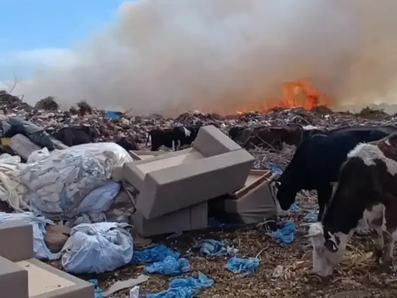 Antalya'da Yangın Felaketi: Alevler İneklere ve Çobanlara Denk Geldi