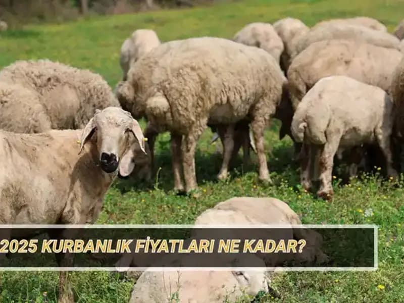 2025 Kurbanlık Fiyatları Ne Olacak? Büyükbaş ve Küçükbaş Kurban Araştırmaları Başladı!