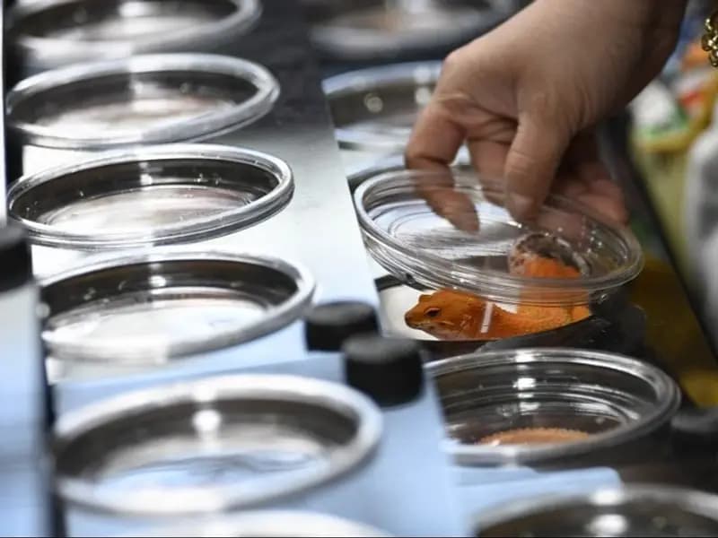 Pekin'deki Fuar, Egzotik Evcil Hayvanlara Büyük İlgi Gösteriyor