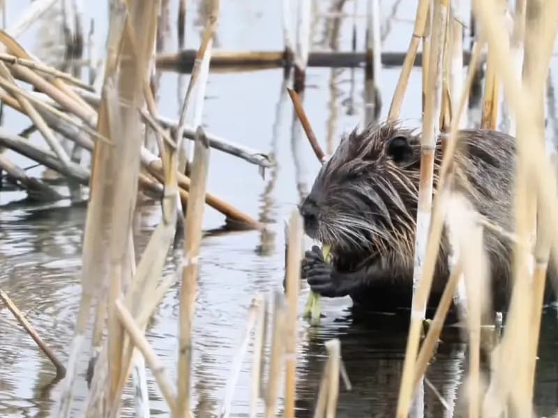Ağrı Dağı'nda Su Maymunu Beslenirken Görüntülendi