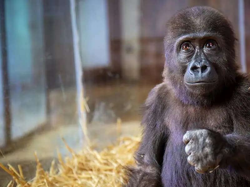 Goril yavrusuna verilecek isim için anket başlatıldı