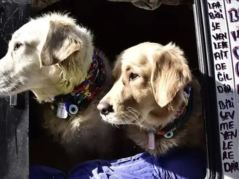 Evcil Hayvan Sahiplerini İlgilendiren Son Tarih Uzatıldı: Ne Değişti?