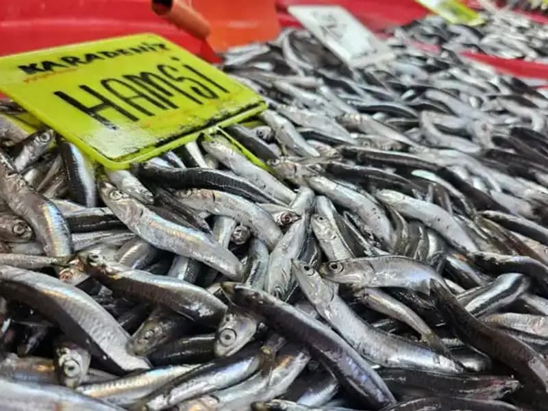 Türkiye'nin Balık Tezgahları: Hamsi, Sardalya ve Levrekle Dolu!