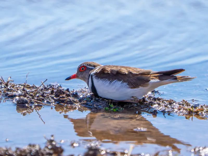 Türkiye'de İlk Kez Görülen "Takkeli Cılıbıt" Kuşu Gaziantep'te