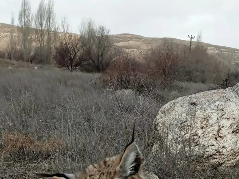 Kayseri’de Nesli Tehlike Altındaki Vaşak Doğada Ölü Bulundu