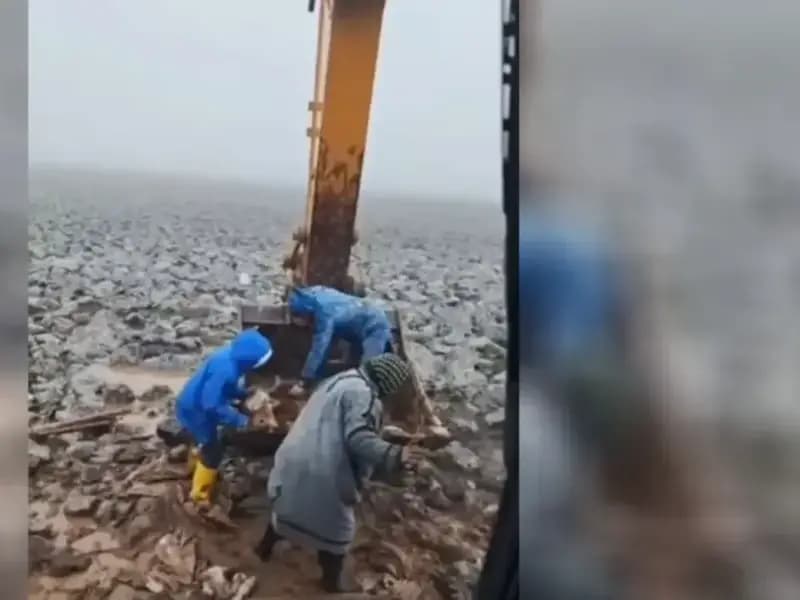 Şanlıurfa'da Çamura Saplanan İnek, Kepçe ile Kurtarıldı