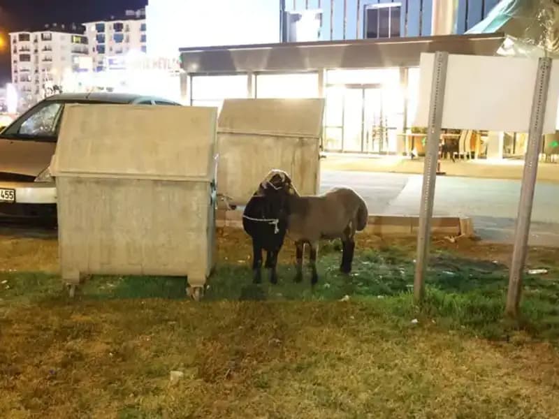 Mor Karaman Koyunları Yolda Kaldı, Çevre Halkı İsyan Ediyor!